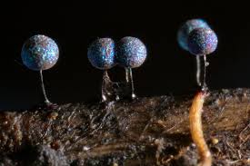 Attēlu rezultāti vaicājumam “Lamproderma pulchellum macro”