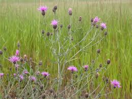 Attēlu rezultāti vaicājumam “Centaurea stoebe bud”