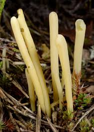 Attēlu rezultāti vaicājumam “Clavaria sphagnicola”