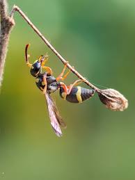 Attēlu rezultāti vaicājumam “Eumenes sp.”