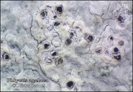 Attēlu rezultāti vaicājumam “Phlyctis agelaea”