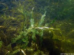 Attēlu rezultāti vaicājumam “Potamogeton praelongus”