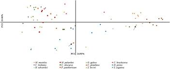 Image result for Mustelus palumbes