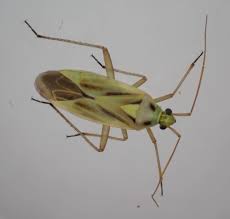 Attēlu rezultāti vaicājumam “Stenotus binotatus male”