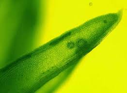 Attēlu rezultāti vaicājumam “Weissia squarrosa”