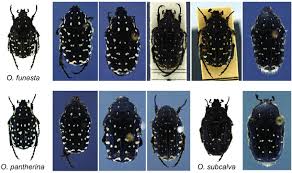 Attēlu rezultāti vaicājumam “Oxythyrea funesta imago”