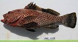 Image result for Epinephelus andersoni