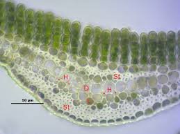 Attēlu rezultāti vaicājumam “Encalypta streptocarpa sporophyte”