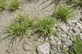 Attēlu rezultāti vaicājumam “Cyperus fuscus”