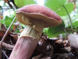 Attēlu rezultāti vaicājumam “Xerocomus rubellus”