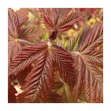 Attēlu rezultāti vaicājumam “Acer pseudoplatanus fo. purpurascens”