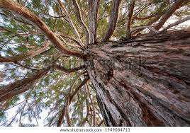 Image result for Mammutbaum