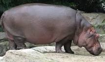 Hippopotamus (genus) - Wikipedia