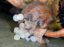 Attēlu rezultāti vaicājumam “Helix pomatia”