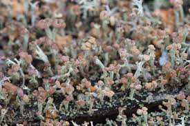 Attēlu rezultāti vaicājumam “Cladonia botrytes”