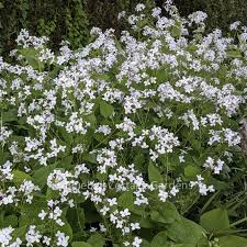 Attēlu rezultāti vaicājumam “Lunaria rediviva”