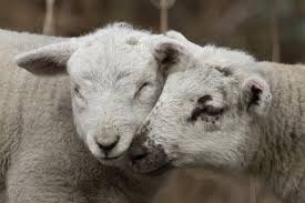 Attēlu rezultāti vaicājumam “Ovis aries juvenile”