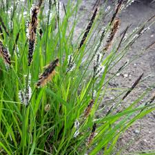 Attēlu rezultāti vaicājumam “Carex cespitosa”