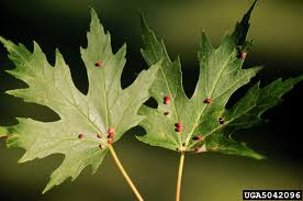 Attēlu rezultāti vaicājumam “Vasates quadripedes”