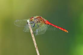 Attēlu rezultāti vaicājumam “Sympetrum sanguineum male”