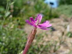 Image result for Silene schafta