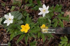 Attēlu rezultāti vaicājumam “Anemone ranunculoides bud”