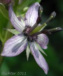 Attēlu rezultāti vaicājumam “Swertia perennis flower”