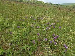 Attēlu rezultāti vaicājumam “Astragalus danicus”