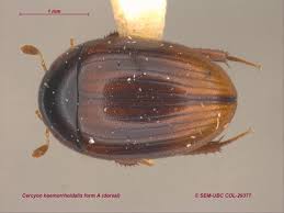 Attēlu rezultāti vaicājumam “Hydrophilidae”
