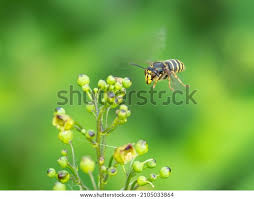 Attēlu rezultāti vaicājumam “Dolichovespula media”