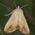 Attēlu rezultāti vaicājumam “Evergestis extimalis”