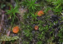 Attēlu rezultāti vaicājumam “Octospora humosa”