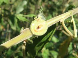 Attēlu rezultāti vaicājumam “Rabdophaga salicis”