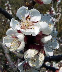 Attēlu rezultāti vaicājumam “Prunus armeniaca”
