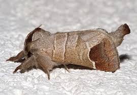 Attēlu rezultāti vaicājumam “Clostera curtula”