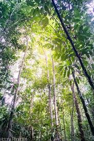 Image result for синхараджа