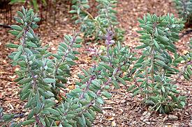 Attēlu rezultāti vaicājumam “Senecio”