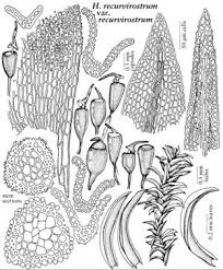 Attēlu rezultāti vaicājumam “Hymenostylium recurvirostrum”