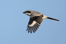 Attēlu rezultāti vaicājumam “Laniidae”