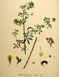 Attēlu rezultāti vaicājumam “Medicago x varia  flower”