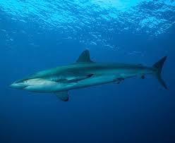 Image result for Carcharhinus perezii