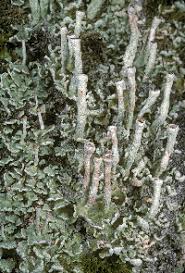 Attēlu rezultāti vaicājumam “Cladonia stygia”