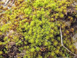 Attēlu rezultāti vaicājumam “Pottiales”