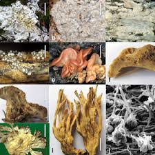 Attēlu rezultāti vaicājumam “Craterocolla cerasi”