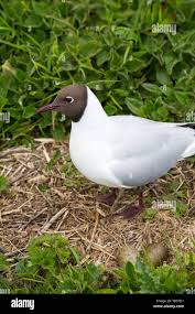 Attēlu rezultāti vaicājumam “Larus ridibundus eggs”