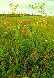 Attēlu rezultāti vaicājumam “Sonchus arvensis subsp. uliginosus flower”