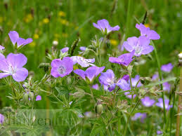 Image result for Storchschnäbel