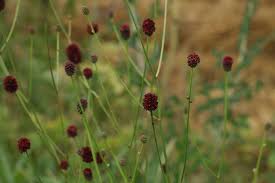 Attēlu rezultāti vaicājumam “Sanguisorba officinalis bud”