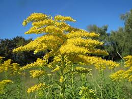 Attēlu rezultāti vaicājumam “Solidago canadensis flower”