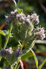 Image result for Phacelia
